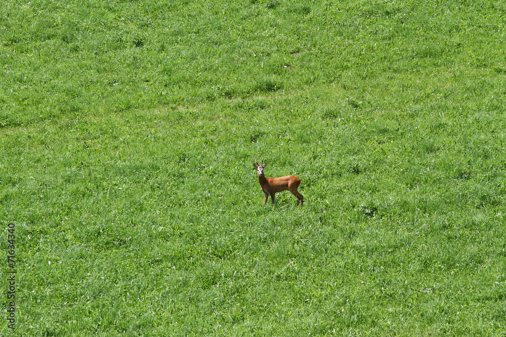 Deer run free on the mountain green meadow