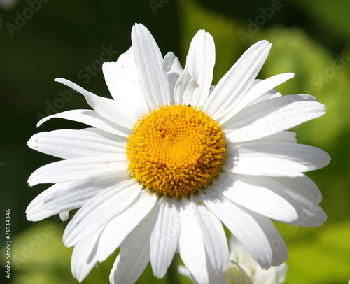 White Daisy flower large photographed