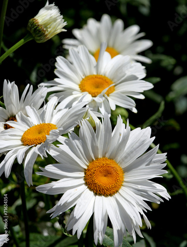 large white flower daisies with pure white petals