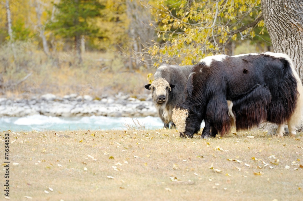 Herd of yaks grazing in the meadow. Herd of yaks grazing in the meadow.