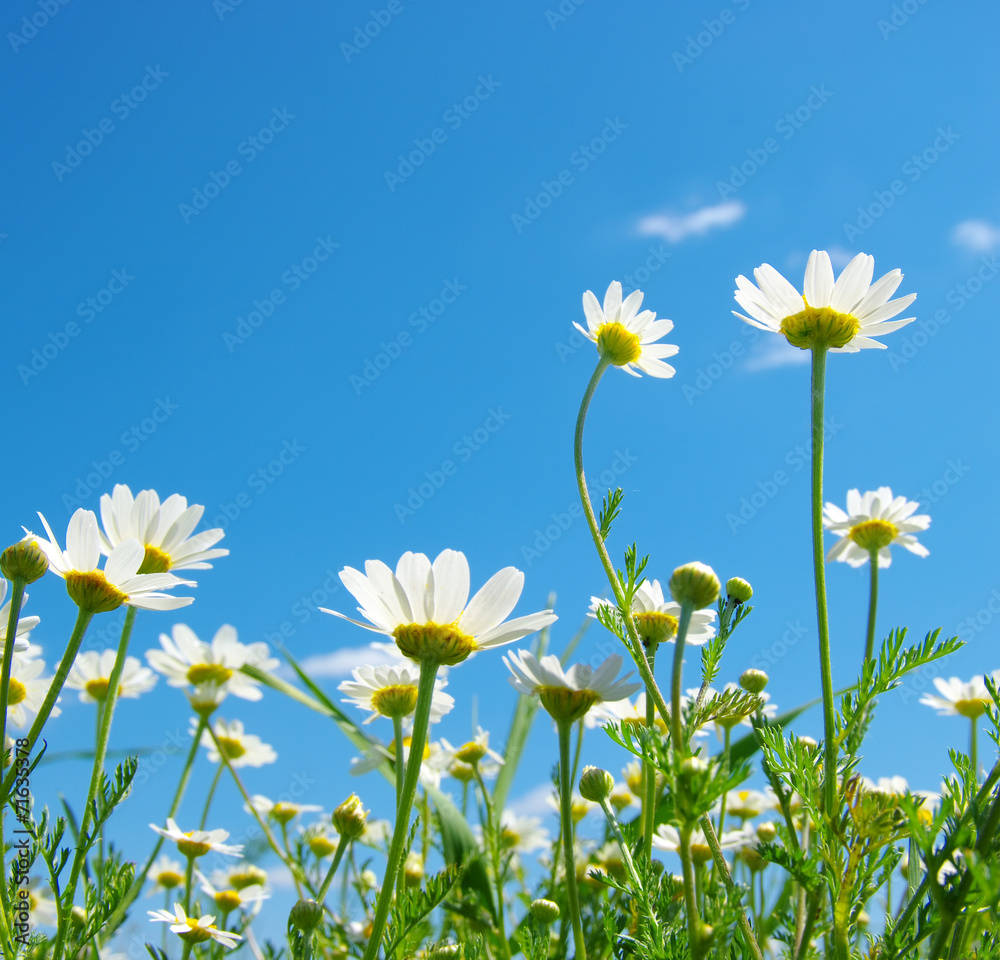 White camomiles