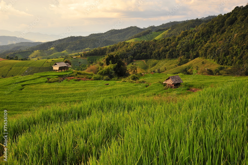Rice Paddy Fields at Sunset
