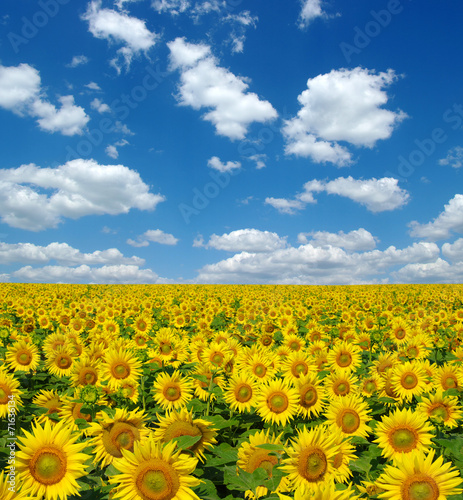 Fototapeta Naklejka Na Ścianę i Meble -  sunflowers field