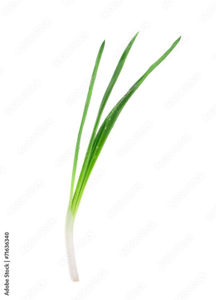 Green Onion on white background Green Onion on white background