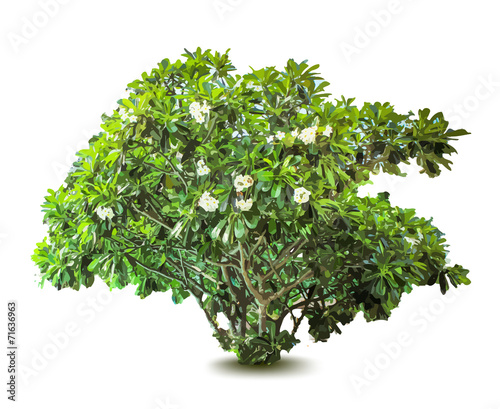 Plant with flowers and leaves. Decorative tree. Vector