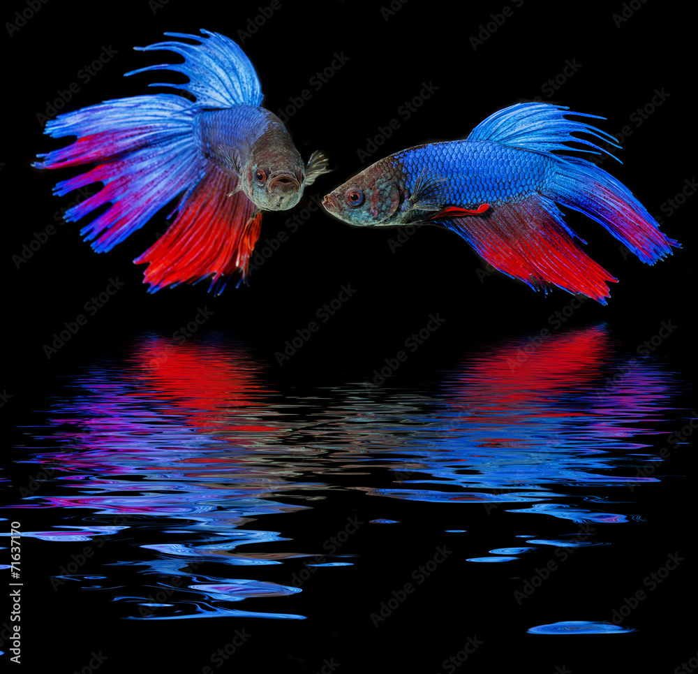 Fotografie Betta splendens - siamese fighting fish on a black background