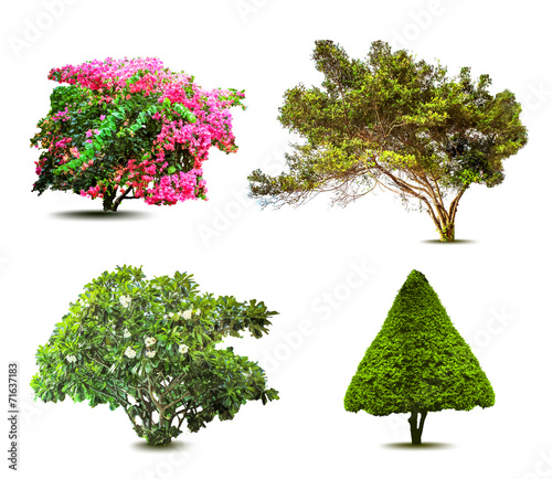 Collection Of Trees isolated On White Background. Vector