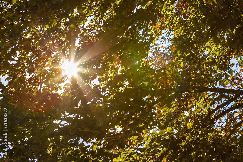 Obraz premium Herbst Sonnenschein 