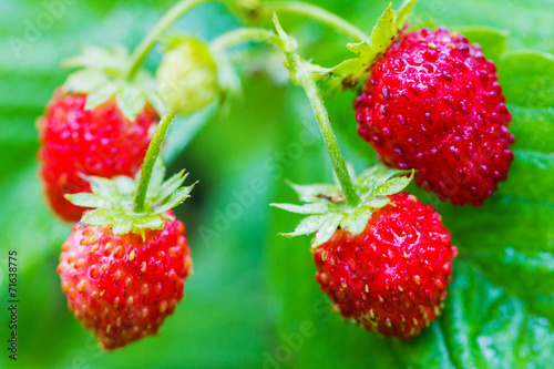 Wild strawberry in nature close up.