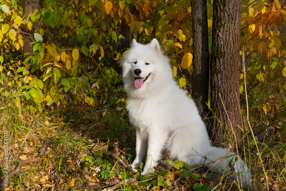 Dog breed Samoyed Dog breed Samoyed