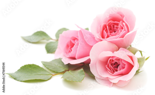 Pink Roses #71641544