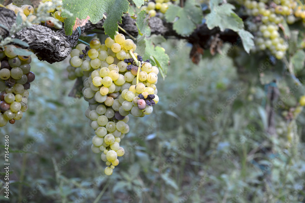 muscat grapes on the vine