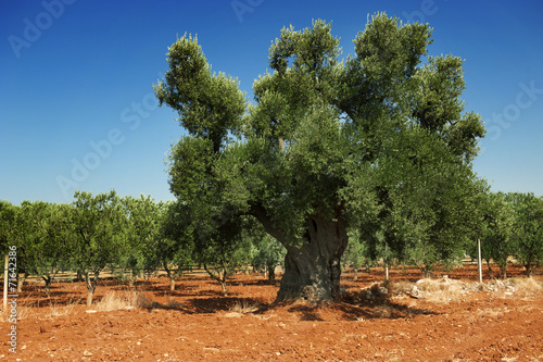 Antica pianta di ulivo