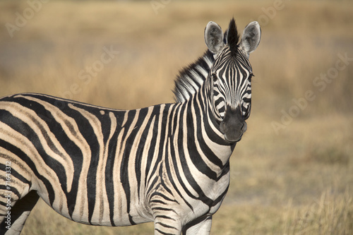 Portrait of wild zebra