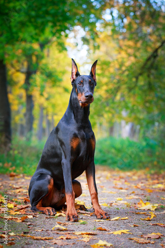 Fototapeta Naklejka Na Ścianę i Meble -  Doberman Pinscher dog