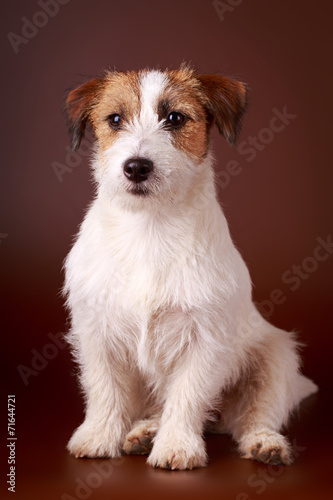 Fototapet Jack Russell Terrier dog