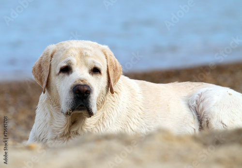 labrador at the sea portrait close