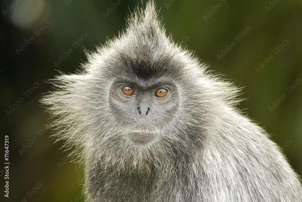 Obraz premium Portrait of a Silver Leaf Monkey