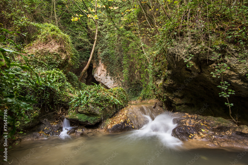 Obraz premium Cascata nella foresta rigogliosa