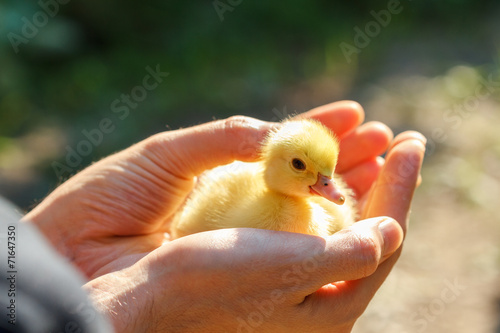 Little yellow duckling on human hands