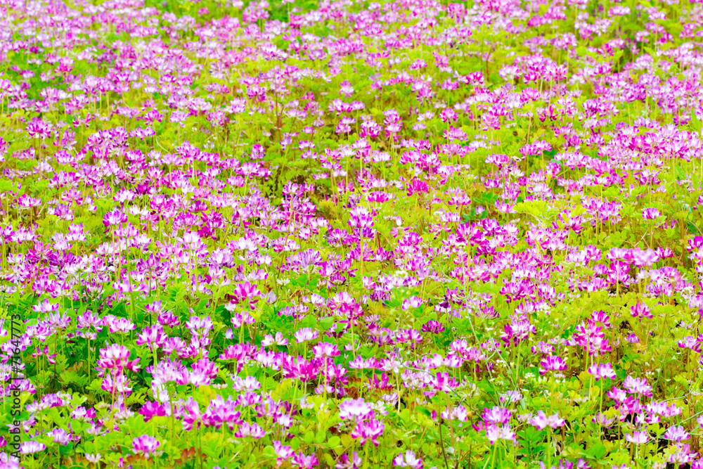 Field of chinese milk vetch, Astragalus sinicus Field of chinese milk vetch, Astragalus sinicus