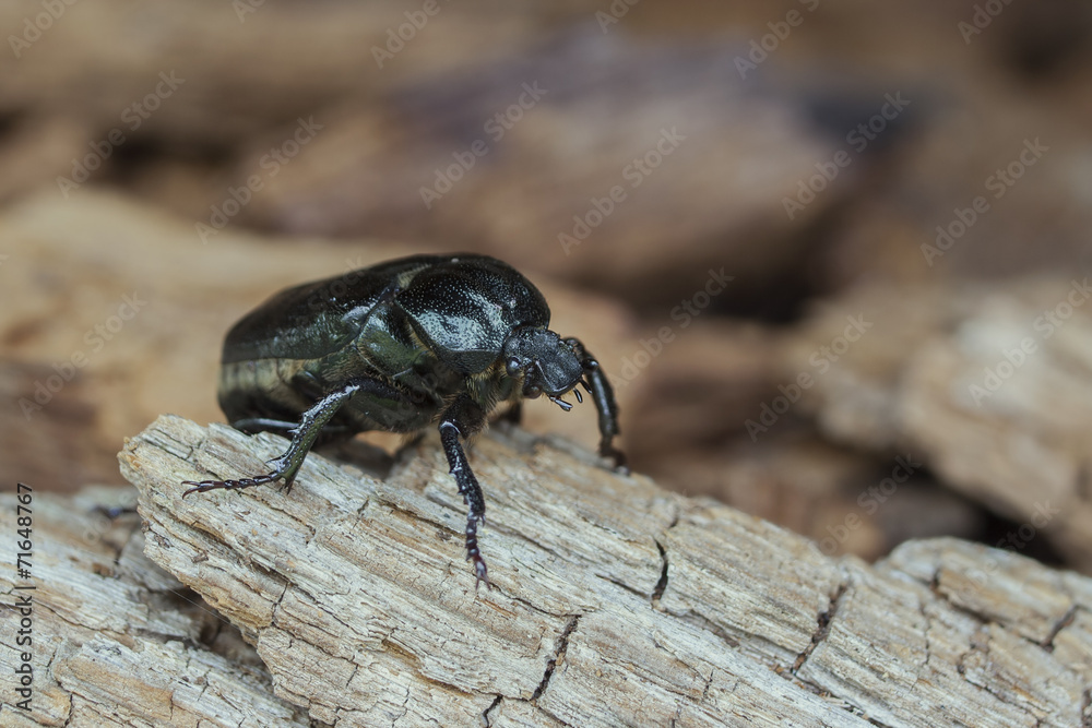 IUCN Red List specie Hermit beetle Osmoderma eremita