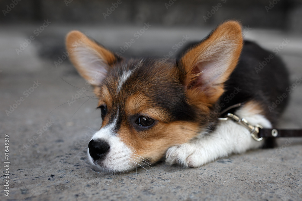 Obraz premium Welsh Corgi Pembroke puppy