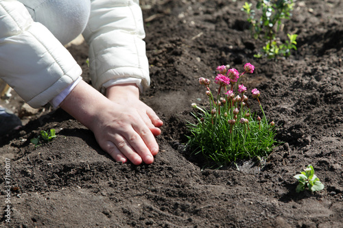 Hands of the child with tenderness, planted into the land flower