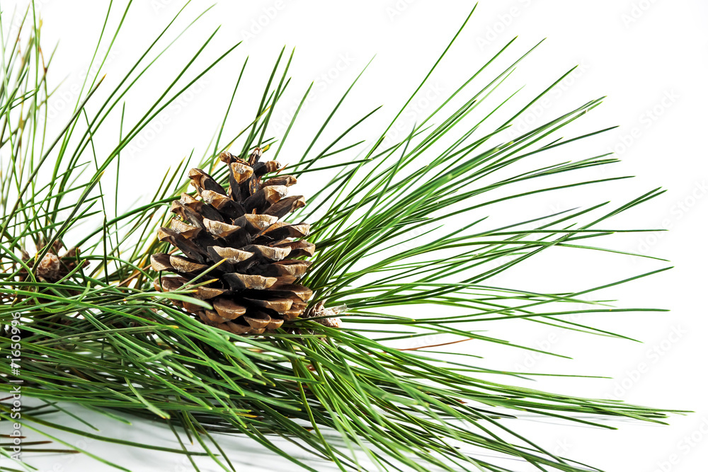 Pine cone on branch Pine cone on branch