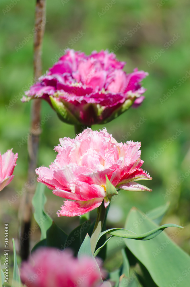 Blossom of the purple peony tulip in the spring