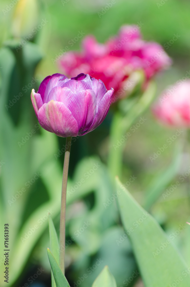 Blossom of the purple peony tulip in the spring