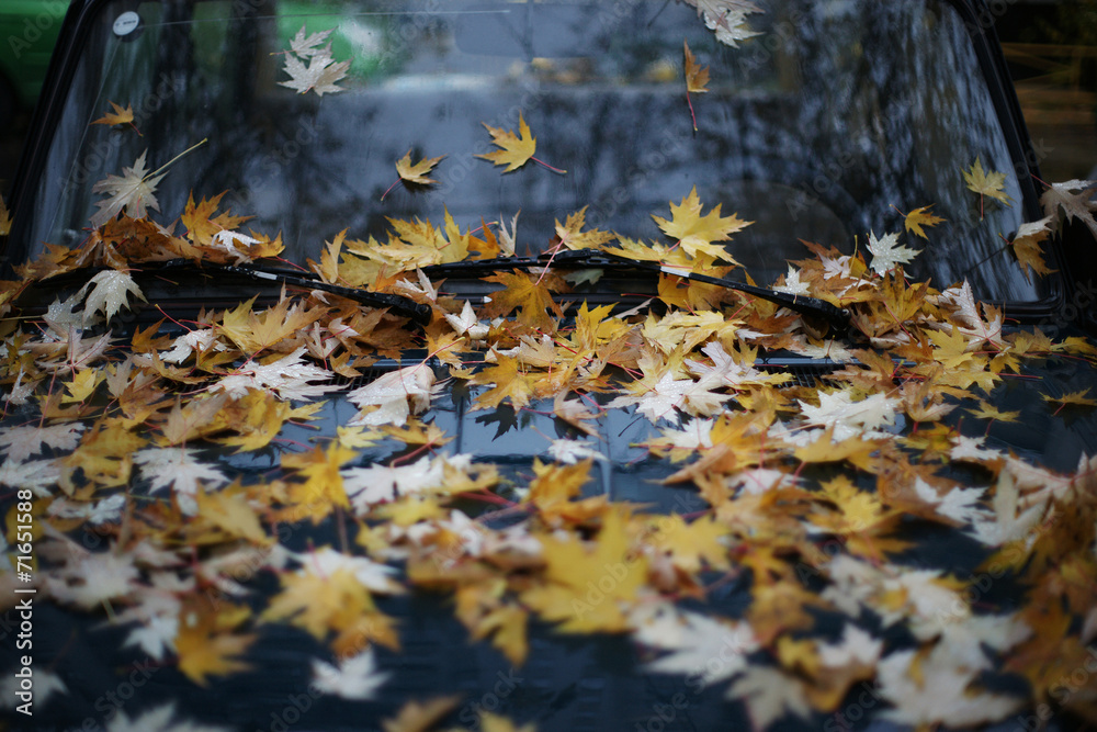 Obraz premium Осенняя листва на автомобиле