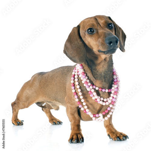 dachshund doga and collar