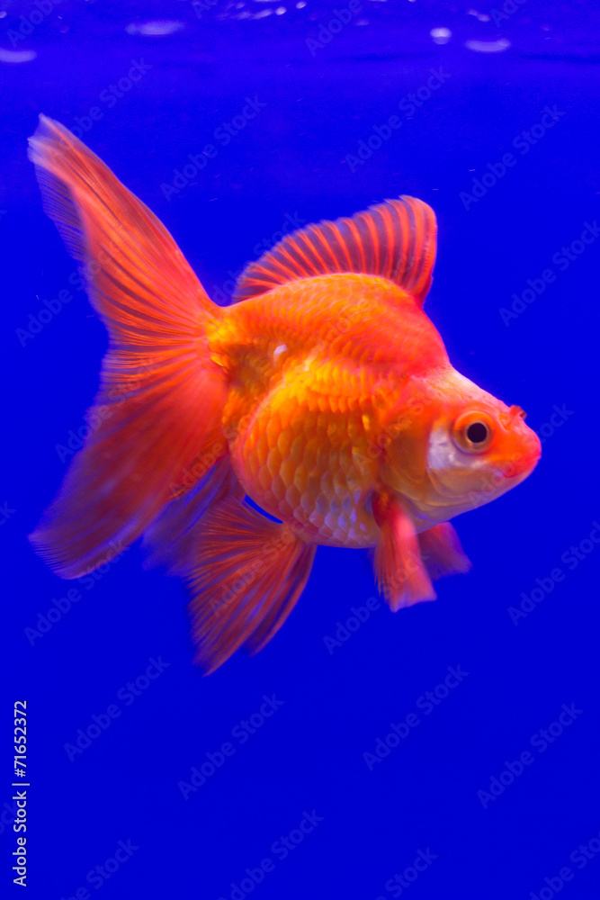 Gold Fish Gold Fish