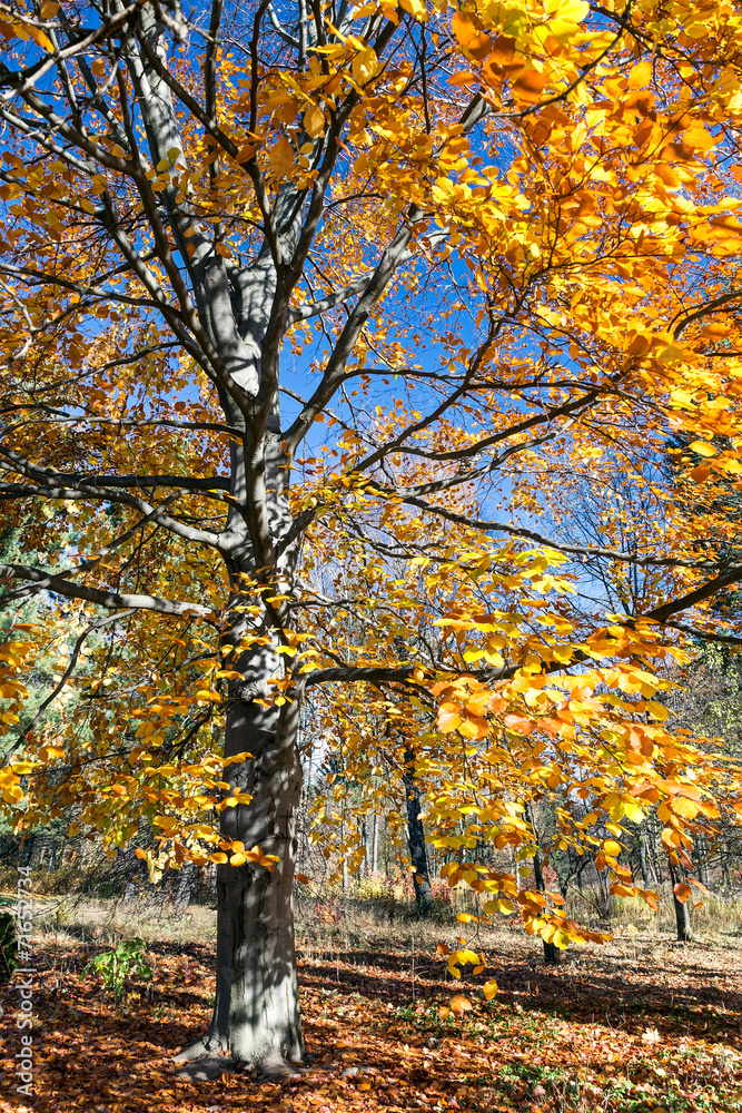 Beautiful beech trees in the park in autumn Beautiful beech trees in the park in autumn