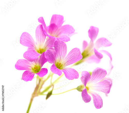 Pink flowers of Oxalis corymbosa