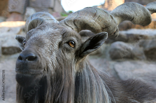 Male Markhor (Capra falconeri) - national animal of Pakistan