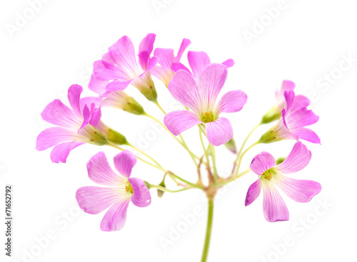 Pink flowers of Oxalis corymbosa