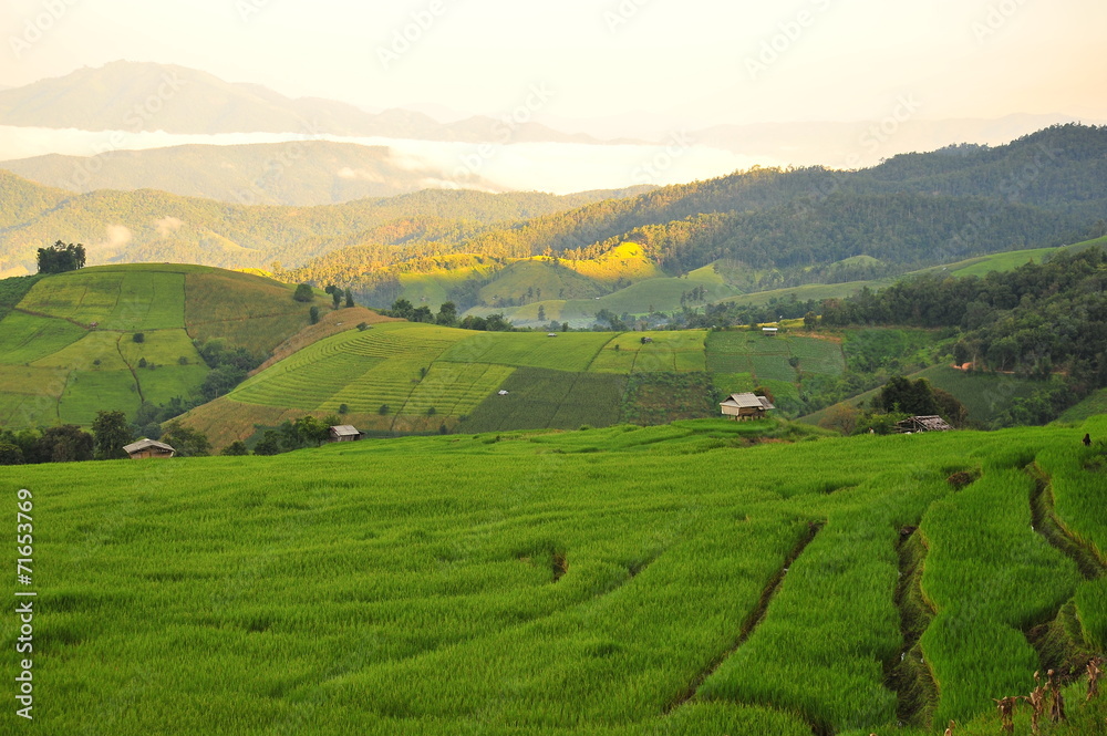 Rice Paddy on Terraced Fields