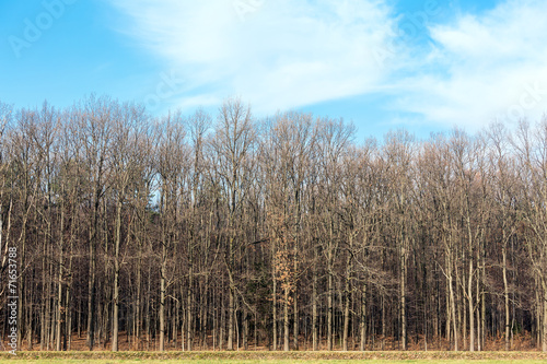 Autumn forest with bare trees without leaves