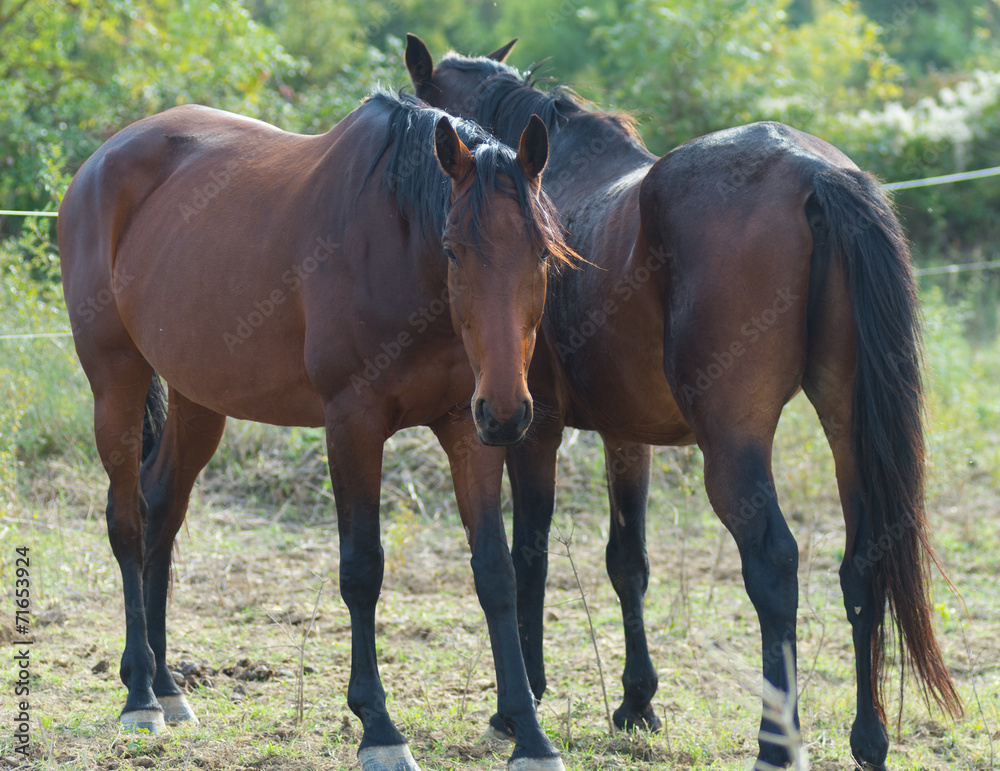 Fototapeta premium Chevaux