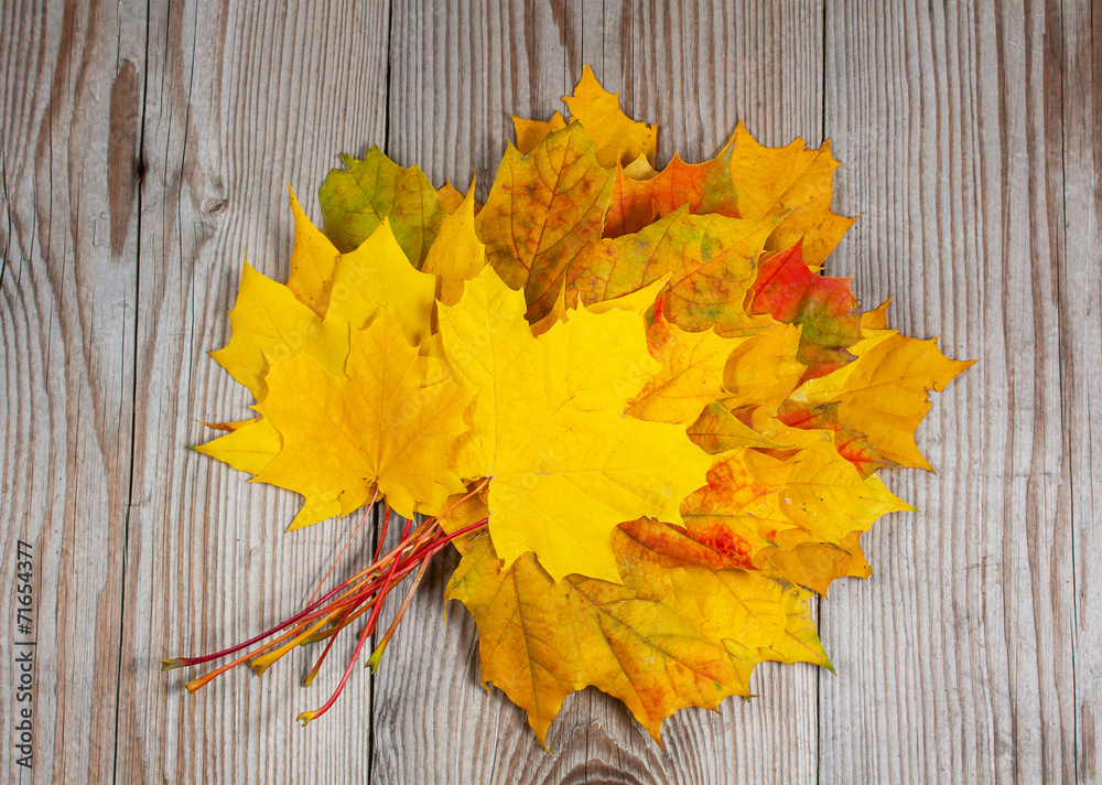 Obraz premium Bundle of maple leaves on wood