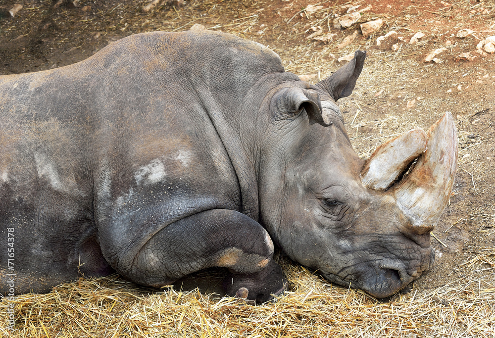 Fototapeta premium Rinoceronte bianco
