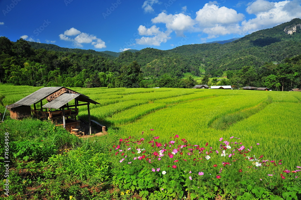 Naklejka premium Rice Paddy Fields at Countryside