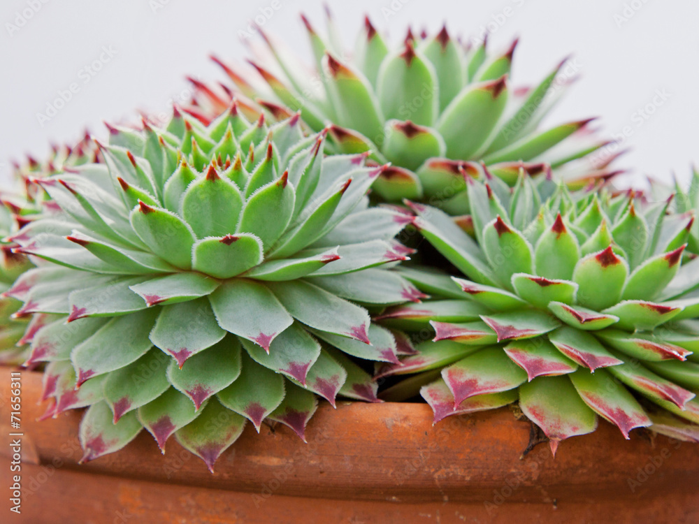 Naklejka premium Sempervivum plants outgrowing their pot