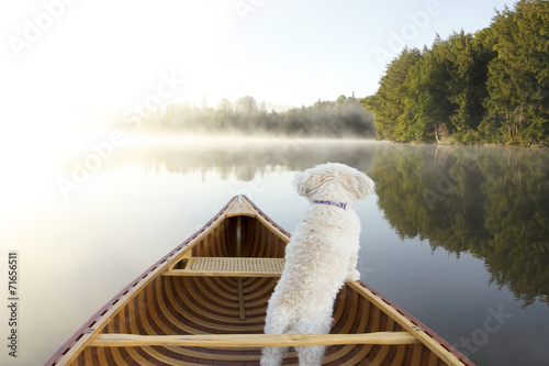 Dog Navigating From the Bow of a Canoe