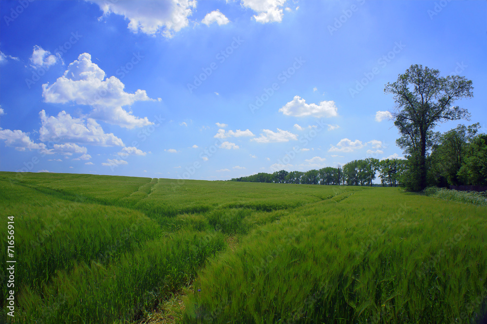Country landscape with grain and trees in Poland . Country landscape with grain and trees in Poland .