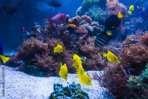 Fototapeta Naklejka Na Ścianę i Meble -  tropical fishes meet in blue coral reef sea water aquarium. Unde