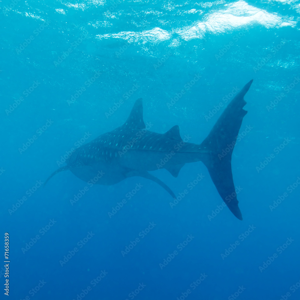 Obraz premium Whale shark (Rhincodon typus), Maldives