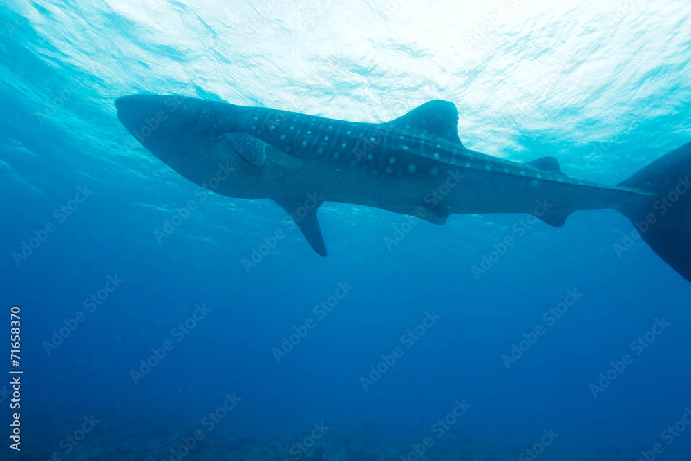 Whale shark (Rhincodon typus), Maldives